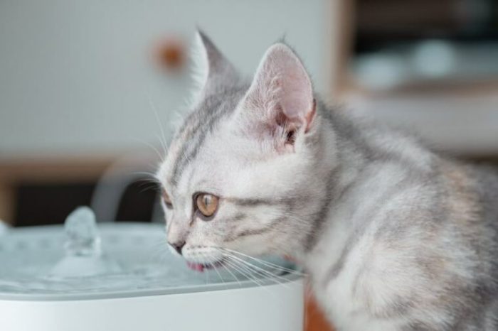 Best cat drinking fountains