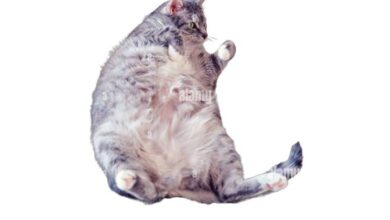 Pregnant Cat Belly Hard at Tyler Cobb blog