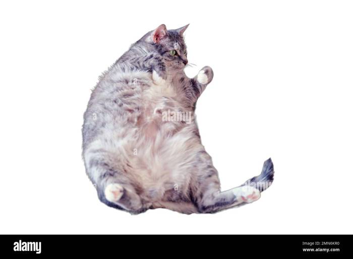 Pregnant Cat Belly Hard at Tyler Cobb blog