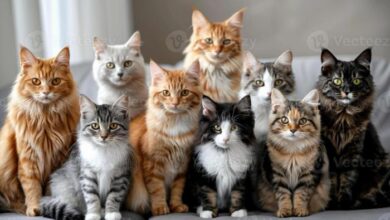 Different Cat Breeds Photos, Download The BEST Free Different Cat ...