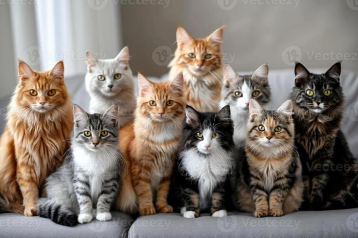 Different Cat Breeds Photos, Download The BEST Free Different Cat ...