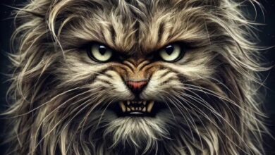 Grumpy Angry Cat Portrait: Close-up of a Feline with a Furious ...