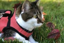 5 best cat harness and leashes – Artofit