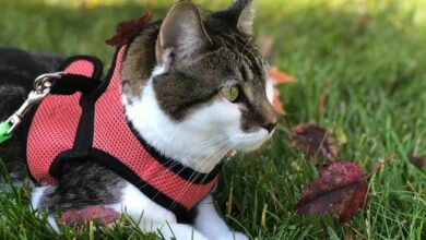 5 best cat harness and leashes – Artofit