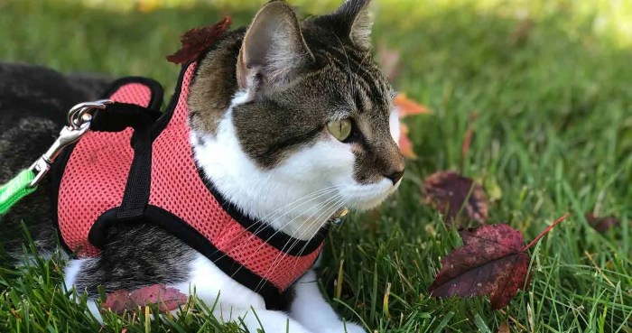 5 best cat harness and leashes – Artofit