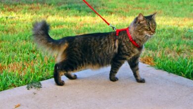 The best cat harness that your cat will love – Artofit