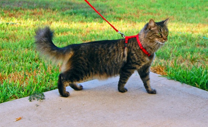 The best cat harness that your cat will love – Artofit