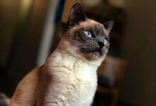 How Much Does a Siamese Cat Cost? | Pet BLoG
