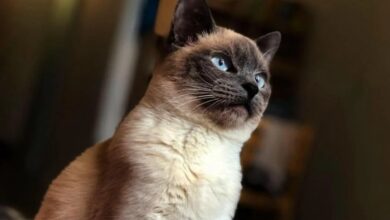 How Much Does a Siamese Cat Cost? | Pet BLoG