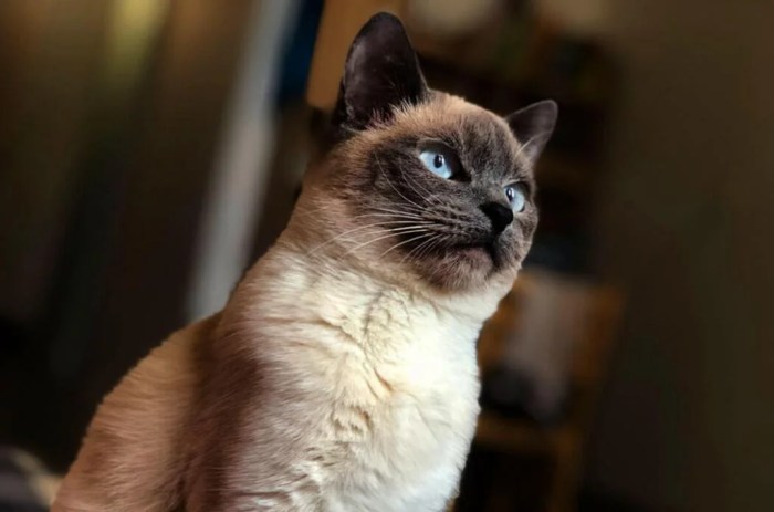 How Much Does a Siamese Cat Cost? | Pet BLoG
