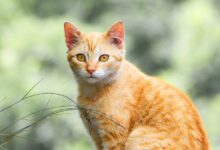 Orange tabby cat female