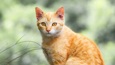 Orange female tabby cat