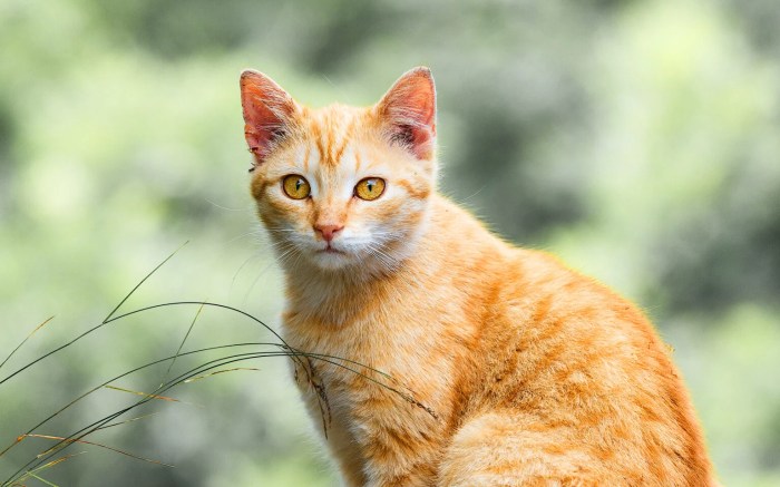 Orange female tabby cat