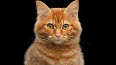 Orange Tabby Cats: Everything You Need to Know - A-Z Animals