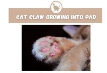 Ingrown Cat Nails: Signs, Treatment, and Prevention Tips