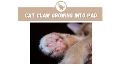 Ingrown Cat Nails: Signs, Treatment, and Prevention Tips