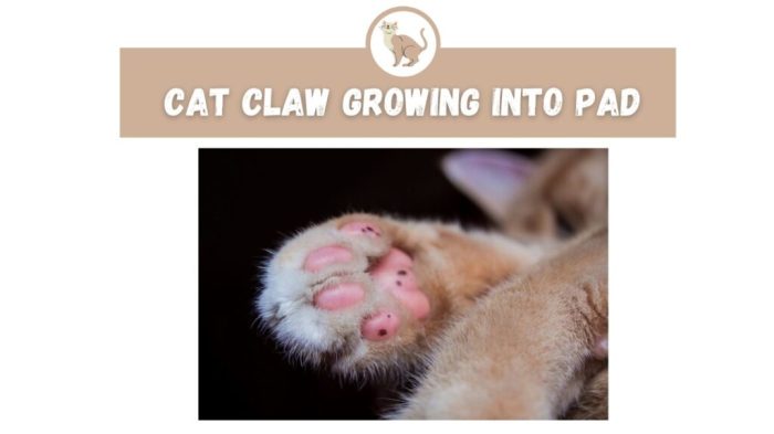 Ingrown Cat Nails: Signs, Treatment, and Prevention Tips