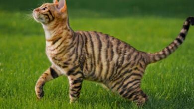 Why Is My Cat Acting Weird? When To Worry - Cats.com