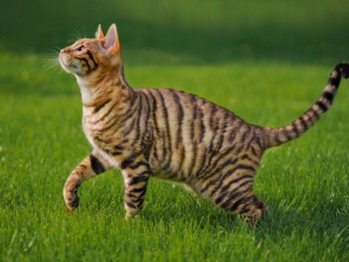 Why Is My Cat Acting Weird? When To Worry - Cats.com