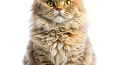 Curly fur cat