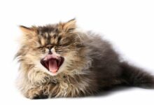 Why Is My Kitten Sneezing? | Daily Paws