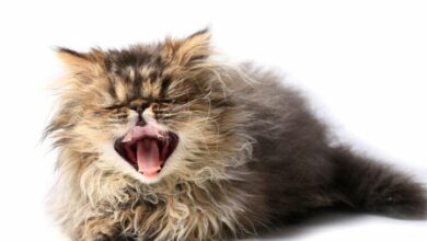 Why Is My Kitten Sneezing? | Daily Paws