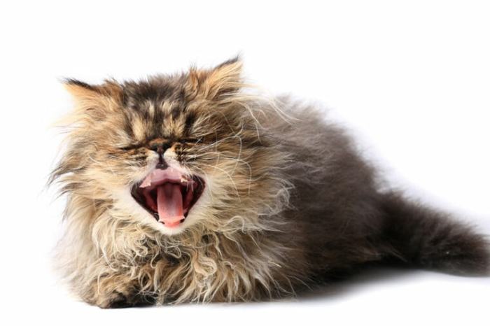 Why Is My Kitten Sneezing? | Daily Paws