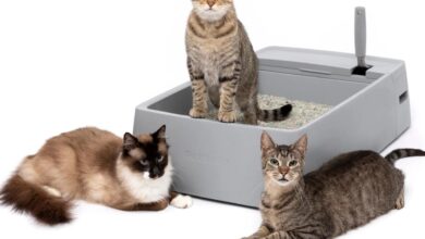 Multi-Cat Litter Box