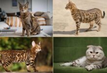 The 12 Most Expensive Cat Breeds in the World [2023]