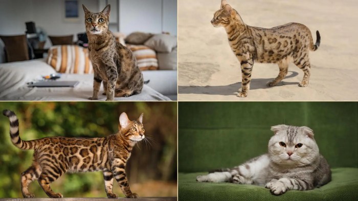 The 12 Most Expensive Cat Breeds in the World [2023]