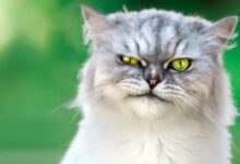 5 Of The Weirdest And Ugliest Cat Breeds From Around The World