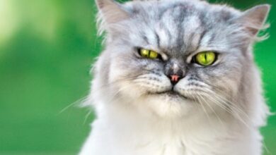 5 Of The Weirdest And Ugliest Cat Breeds From Around The World