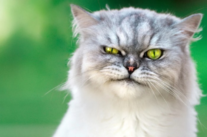 5 Of The Weirdest And Ugliest Cat Breeds From Around The World