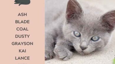 Grey Cat Names: Great Ideas for Your Dusty Cat - Catster