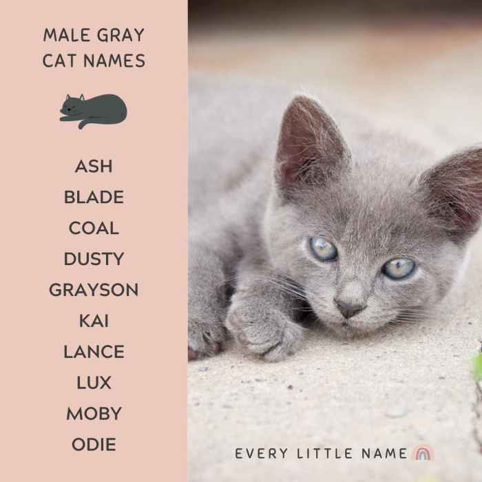 Grey Cat Names: Great Ideas for Your Dusty Cat - Catster