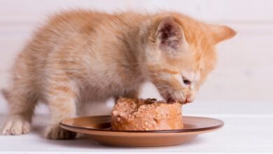 The 9 Best Kitten Foods of 2025: Unbiased Review - Cats.com