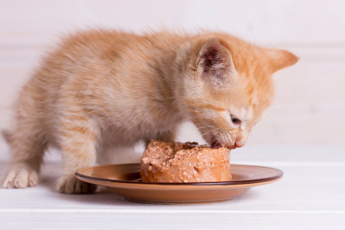 The 9 Best Kitten Foods of 2025: Unbiased Review - Cats.com