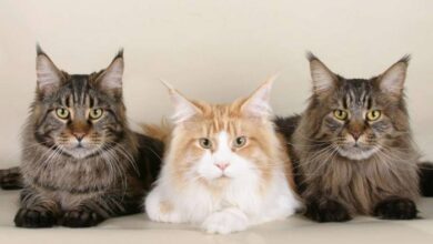 The world's most expensive cat breeds