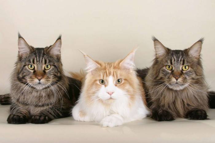 The world's most expensive cat breeds