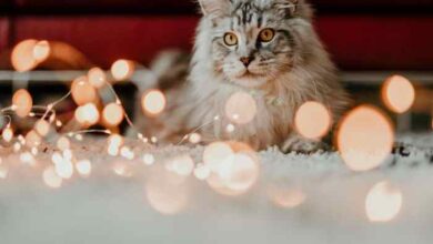 120+ Cute Christmas Cat Names To Celebrate The Holiday Spirit ...