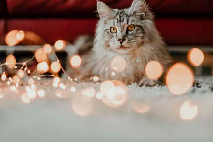 120+ Cute Christmas Cat Names To Celebrate The Holiday Spirit ...