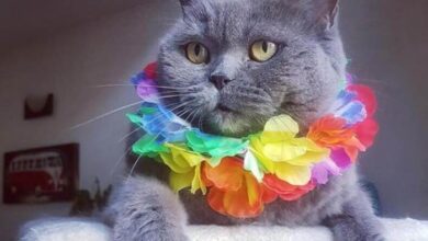 150 Best Hawaiian Cat Names With Meanings - Cats.com