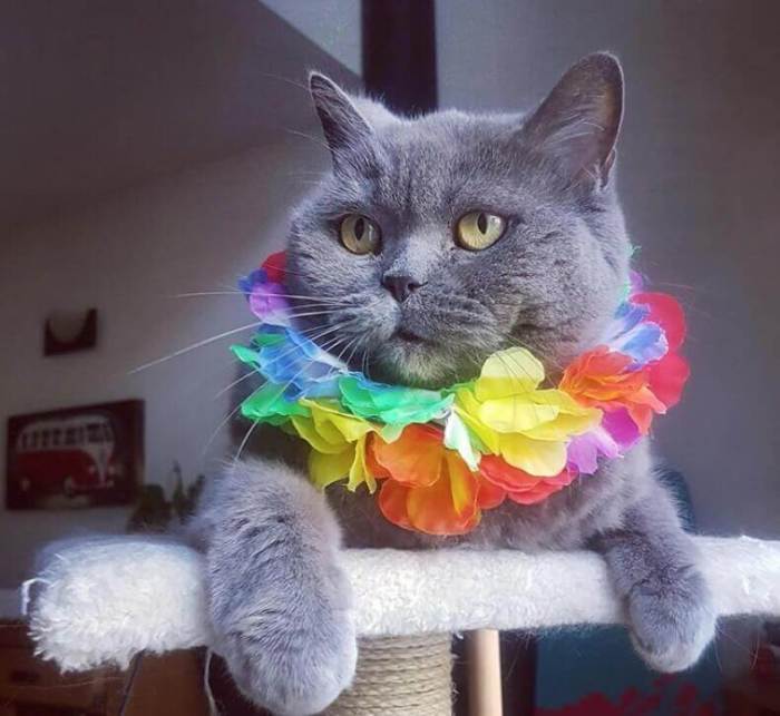 150 Best Hawaiian Cat Names With Meanings - Cats.com