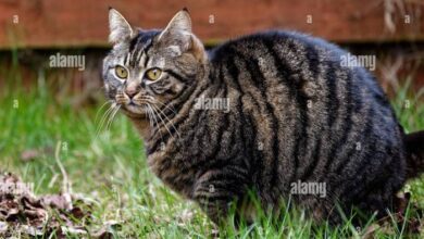 Mackerel tabby