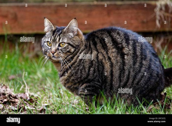Mackerel tabby