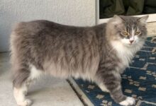Manx cat prices