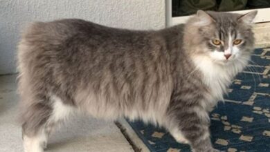 Manx cat prices