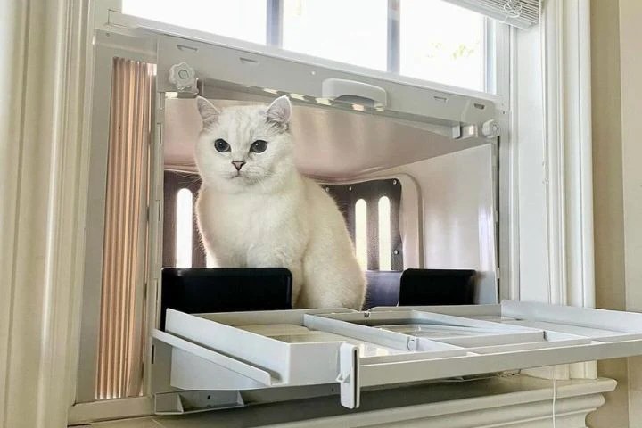 Cat Litter Odor Control: A Guide To Freshness | Vistagato