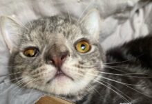 Down Syndrome Cat Finds Perfect Family Who Loves Him The Way He Is ...