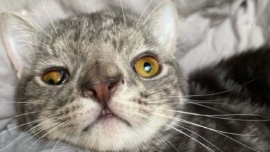 Down Syndrome Cat Finds Perfect Family Who Loves Him The Way He Is ...